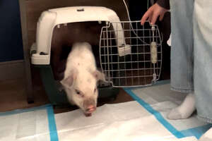 Girls Sneak Rescue Piglets Into Hotel Room!!!