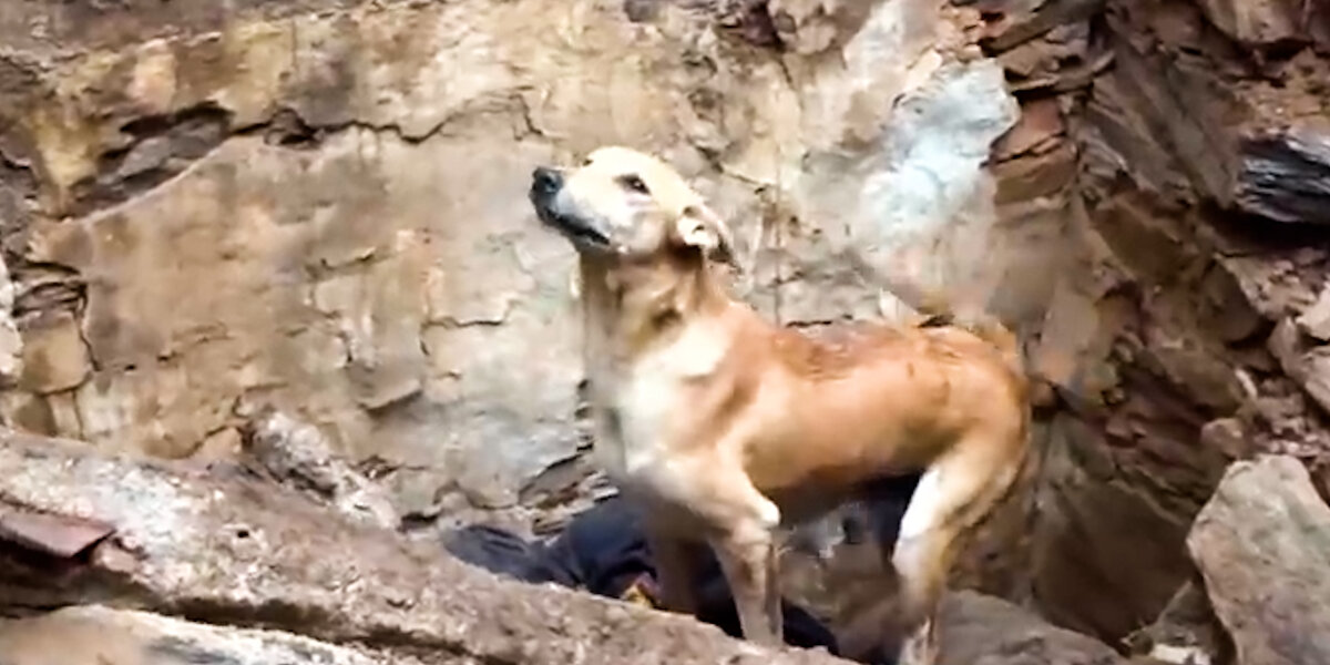 Mama Dog Saves Her Puppies From Collapsed Building - Videos - The Dodo