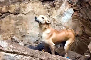 Mama Dog Saves Her Puppies From Collapsed Building