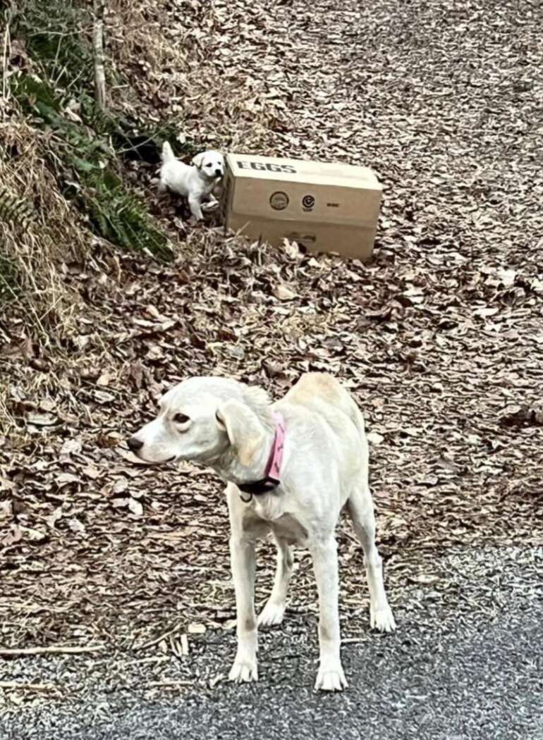 dog guarding box