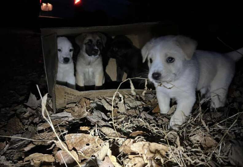 puppies in box