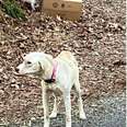 Skinny Dog Fiercely Guards Cardboard Box Marked 'Eggs' On Side Of Road
