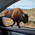 Encounter with an American bison (Bison bison) on a road seen from inside a car, Yellowstone National Park, Wyoming, USA.