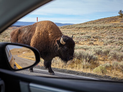 Encounter with an American bison (Bison bison) on a road seen from inside a car, Yellowstone National Park, Wyoming, USA.