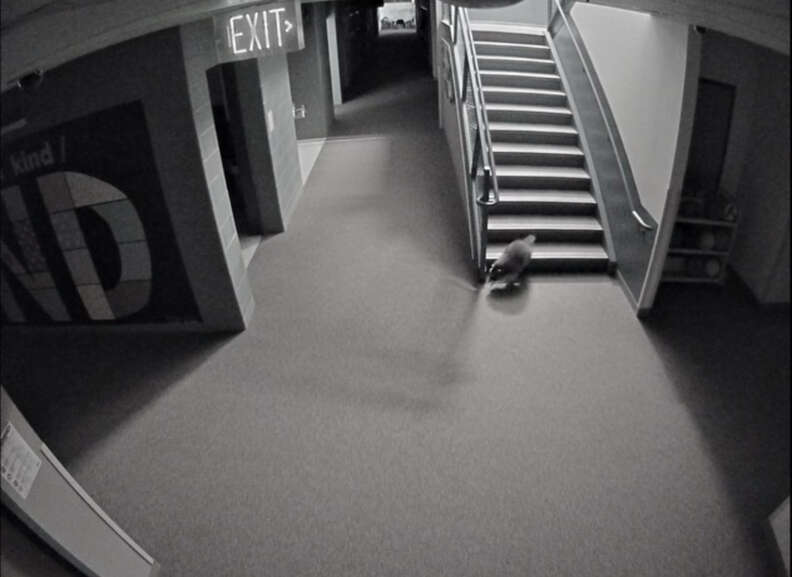 raccoon running through a school