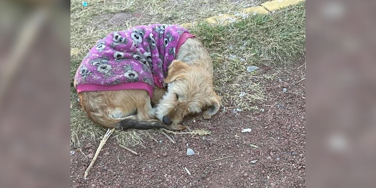Abandoned Dog Wearing Purple Sweater Curls Up In Park Hoping To Be Noticed