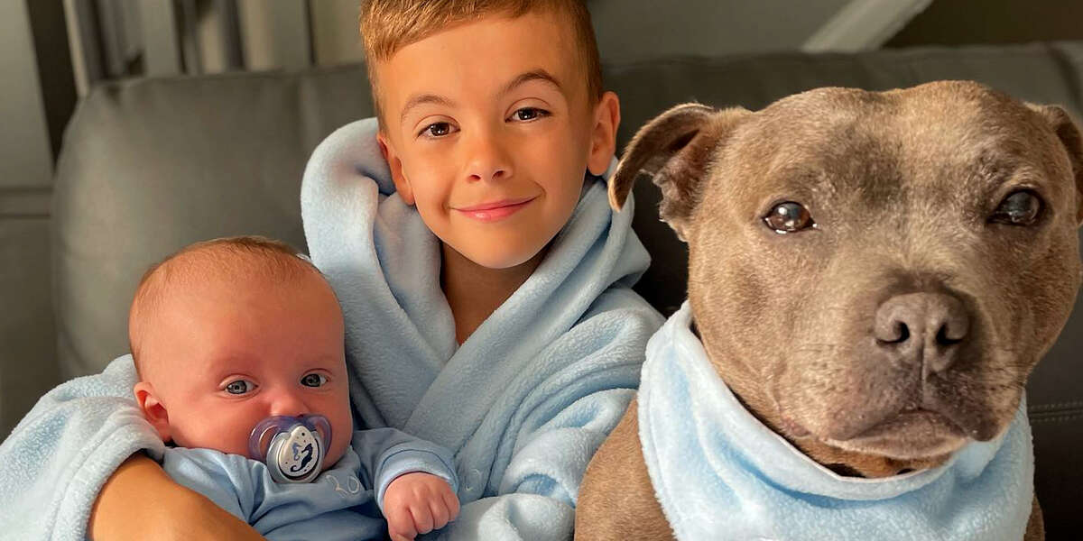 Pittie Teaches His Little Human Important Lessons On How To Be A Big ...