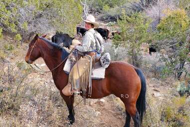 a woman cowboy on a horse, near some cows
