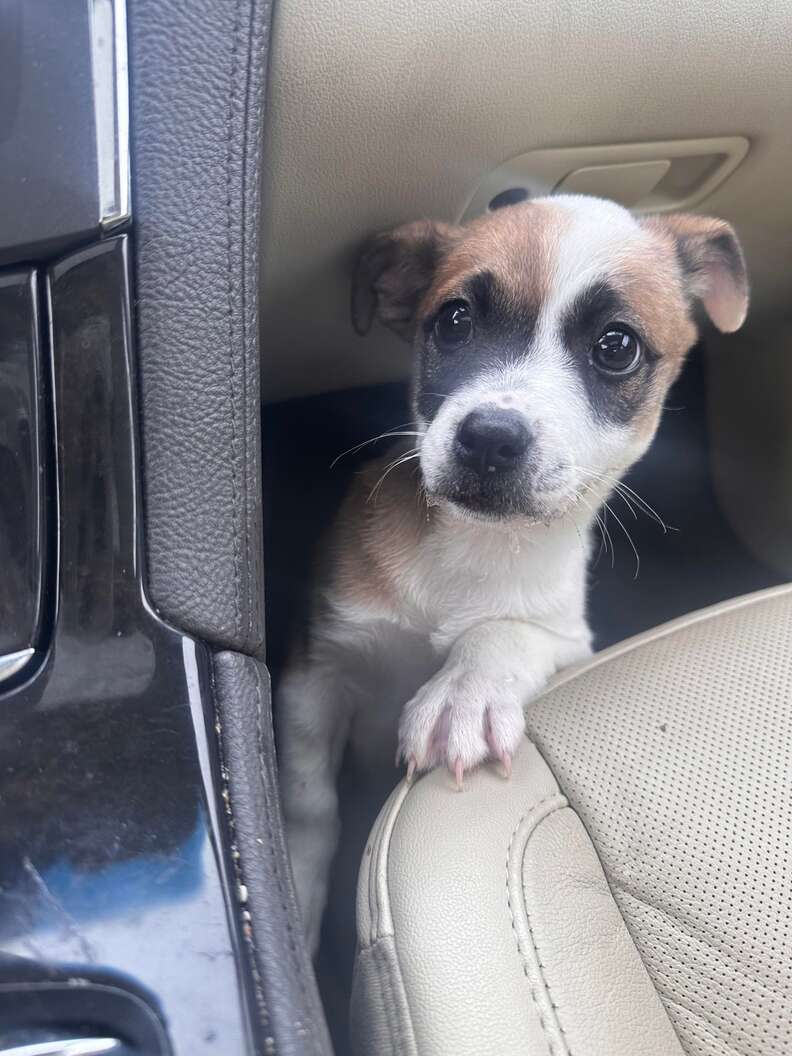Driver Glances Out Window And Sees Someone Tiny Tied To A Broken Tree