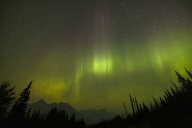 the northern lights glowing green and yellow above the trees in western canada