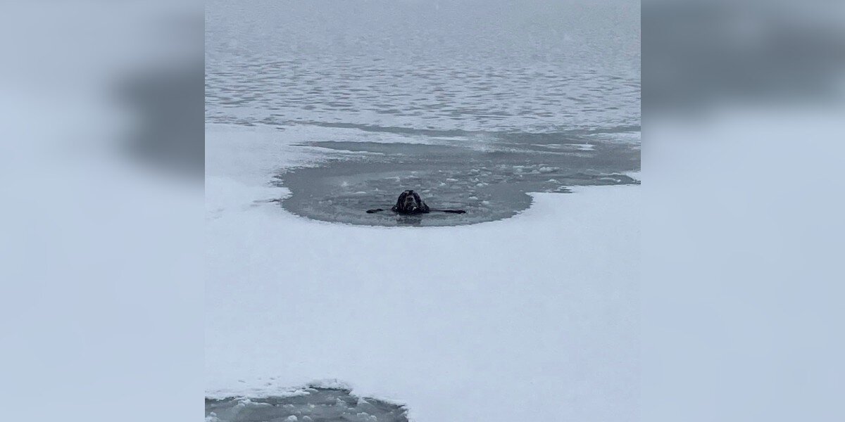 Firefighter Rushes Into Frozen Lake When He Sees Pleading Face Stuck In ...