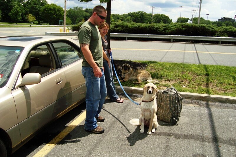 Soldier Discovers Small Puppies Trapped in a Hole: A Heartwarming Tale