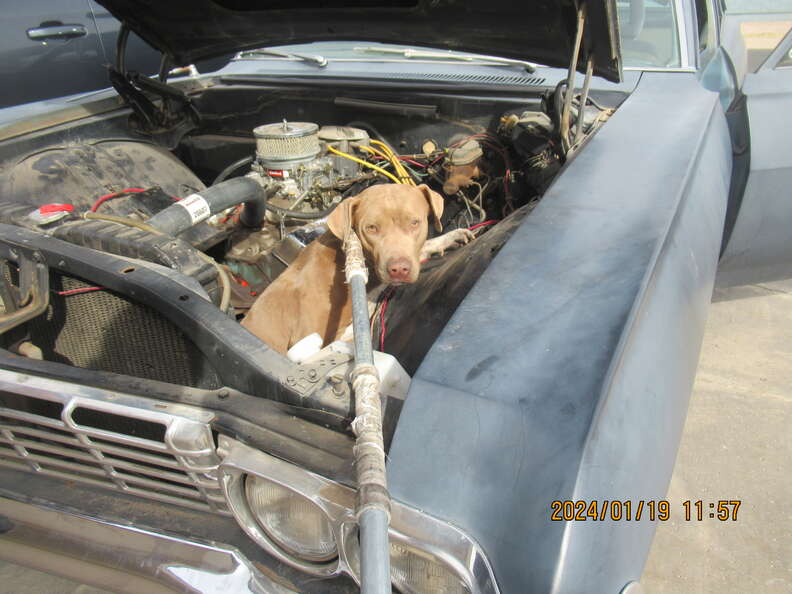 dog stuck in car