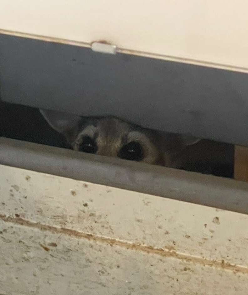 animal peeking out 