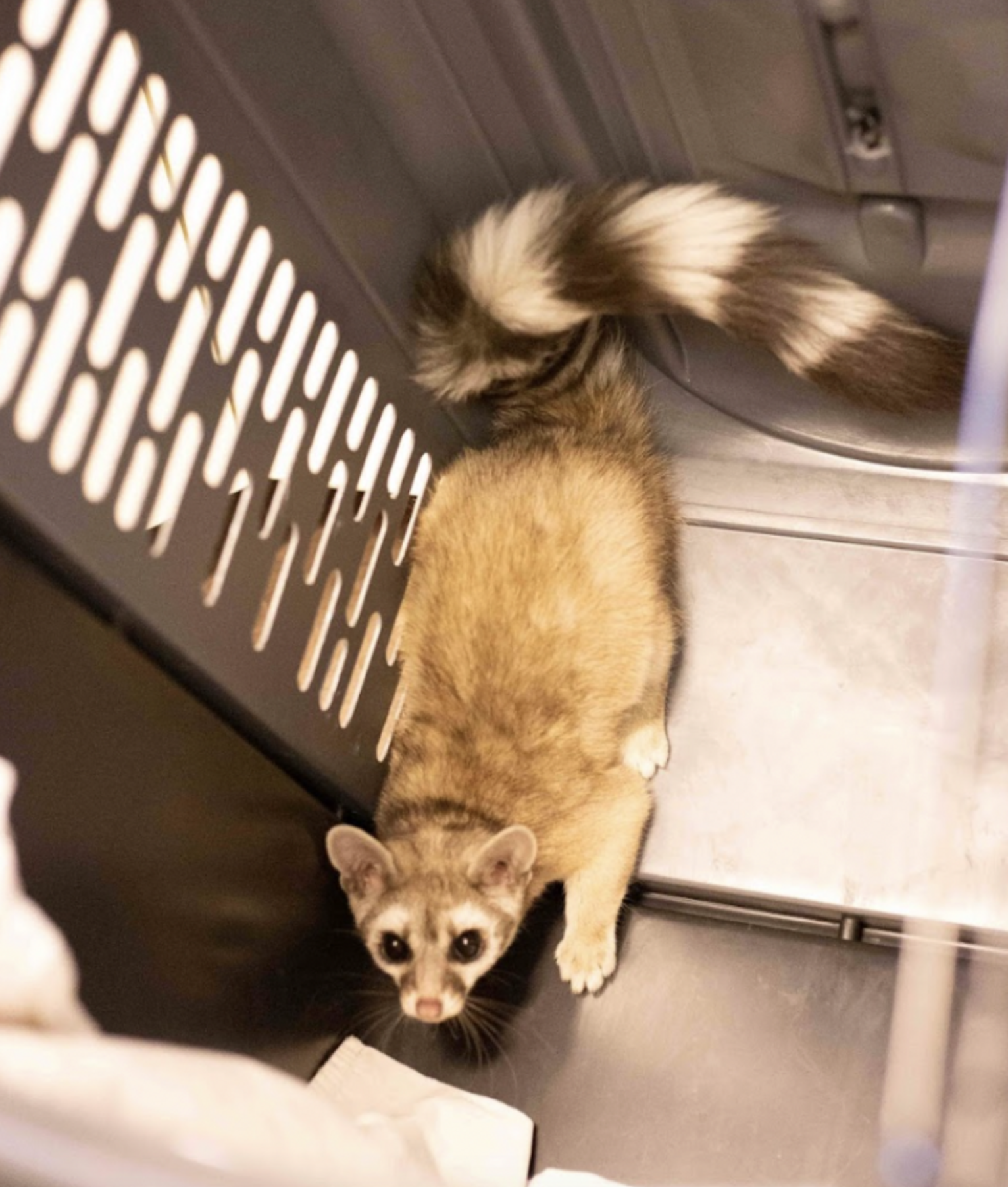 Homeowner Enters Pantry And Finds Rare, ‘Raccoon-Like’ Animal Staring ...