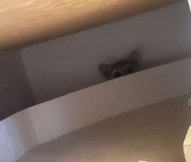animal peeking out over shelf 