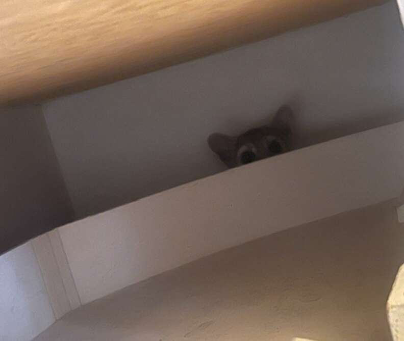 animal peeking out over shelf