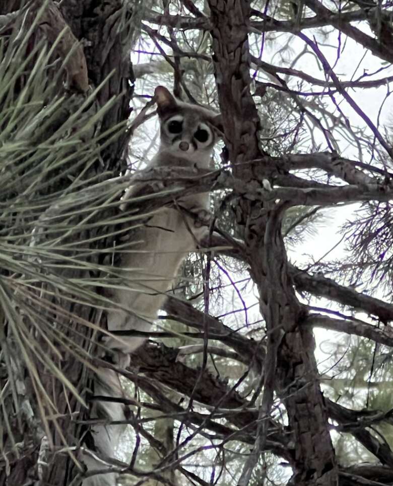 ring-tailed cat in tree