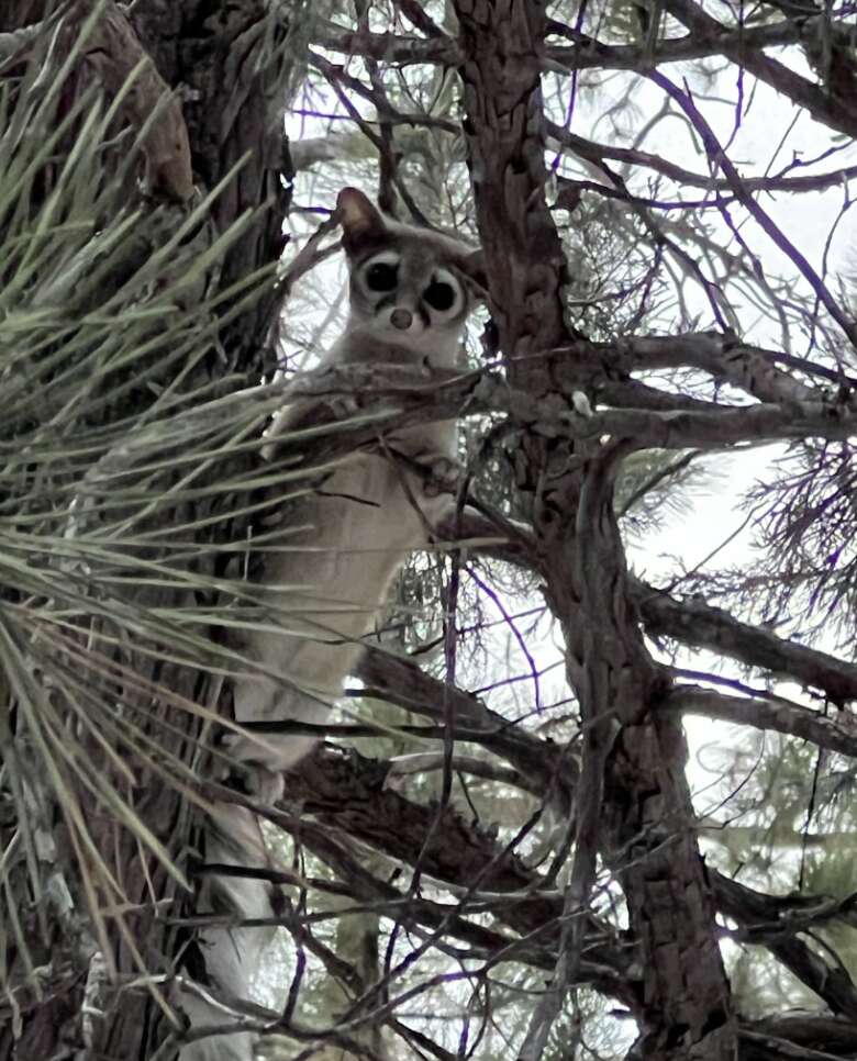 ring-tailed cat in tree 