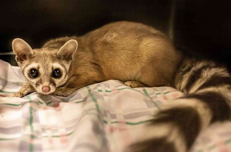 ring-tailed cat 