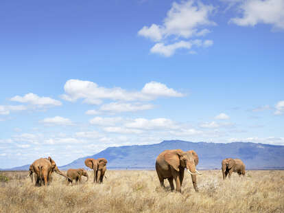 Beautiful scenic of elephant family grazing near the water hole at Tsavo East National Park, Kenya in June.