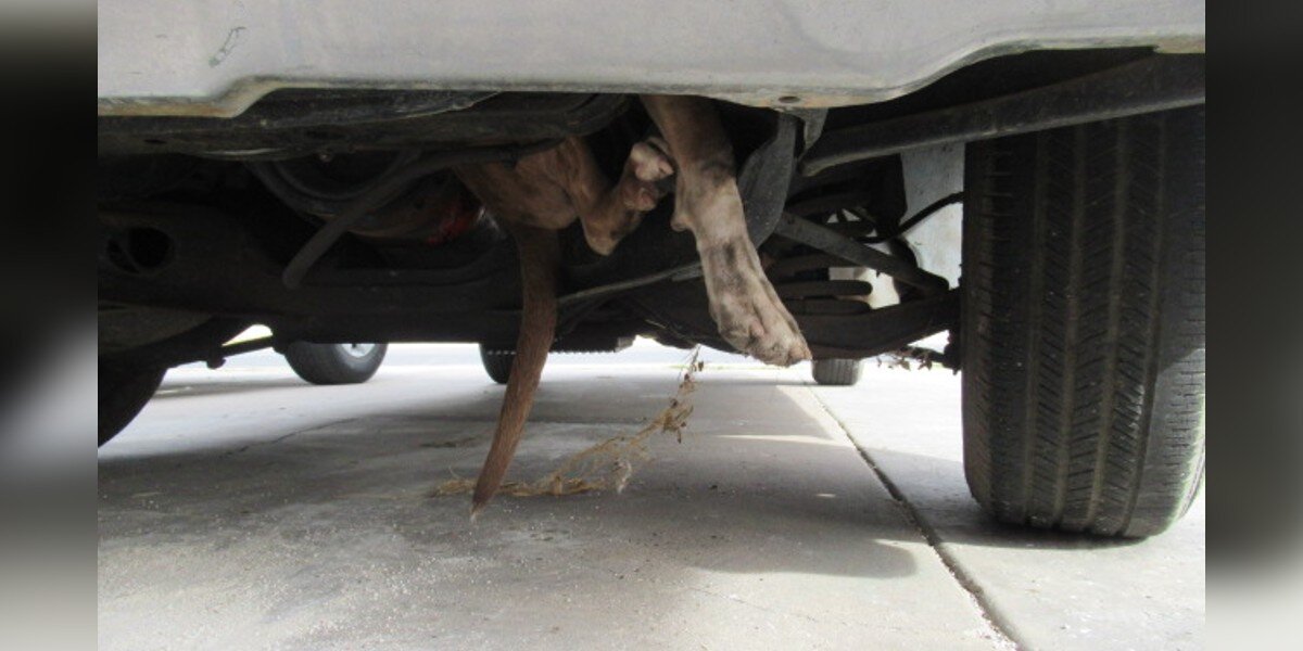 Driver Checks Under Her Car And Sees A Foot Hanging Out Of The Engine