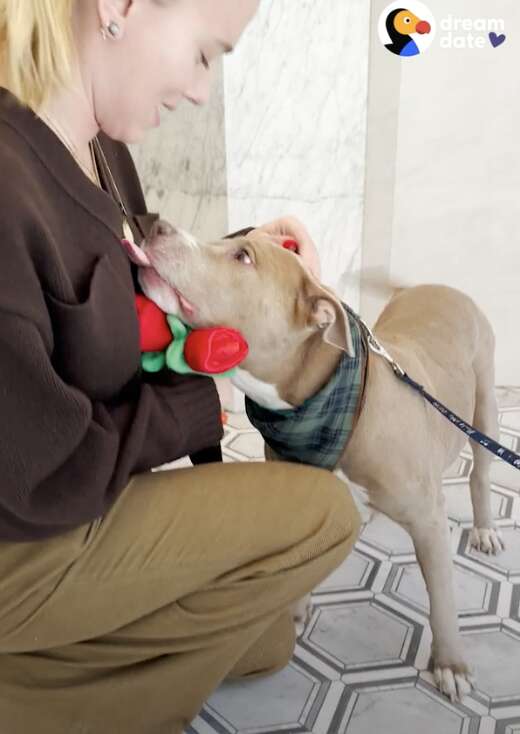 Scarlett Johansson Goes On Blind Date With 12-Year-Old Pittie - The Dodo