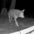 Wildlife Cam Shows Stray Dog Fighting Off Coyotes