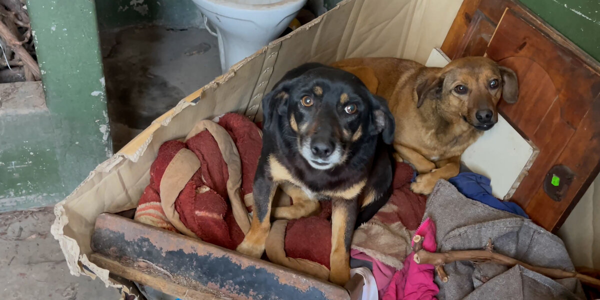 Dumped Dog Siblings Were So Scared To Get Rescued - Videos - The Dodo