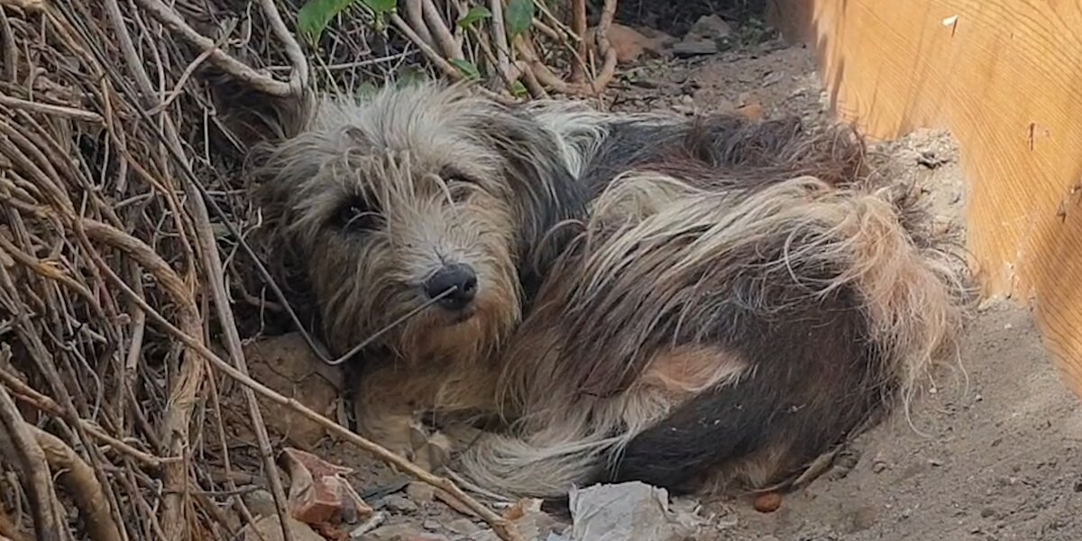 Abandoned Dog Learns To Trust Again After Making A Special Friend ...