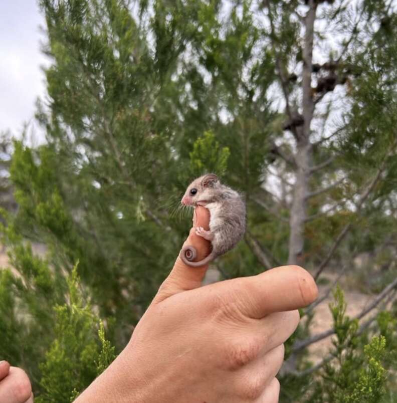 possum on finger