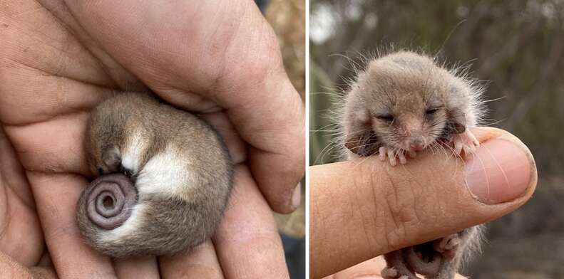 pygmy possums 