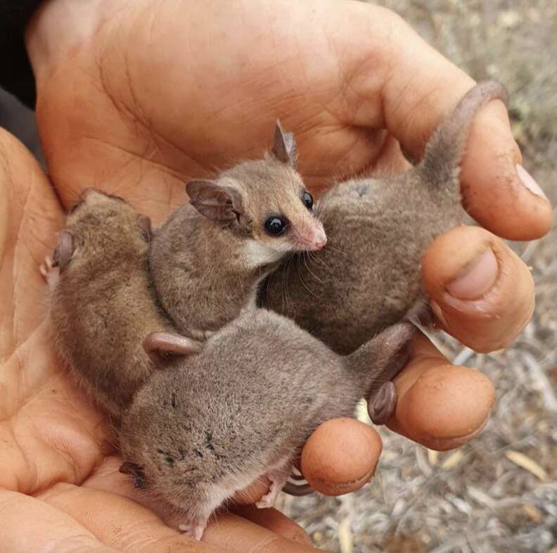 possums in palm