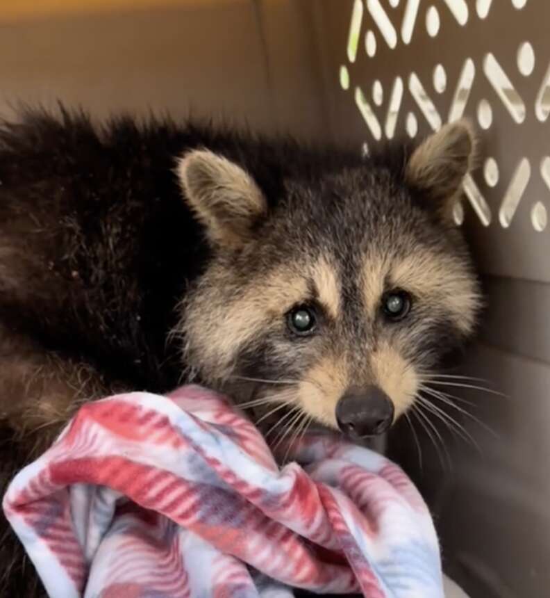 raccoon in carrier 