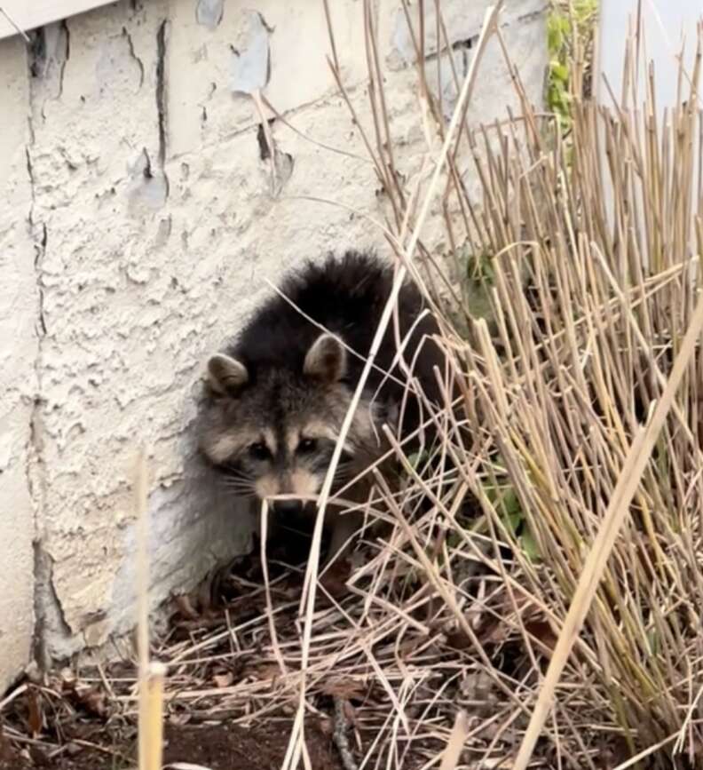 raccoon in the grass 