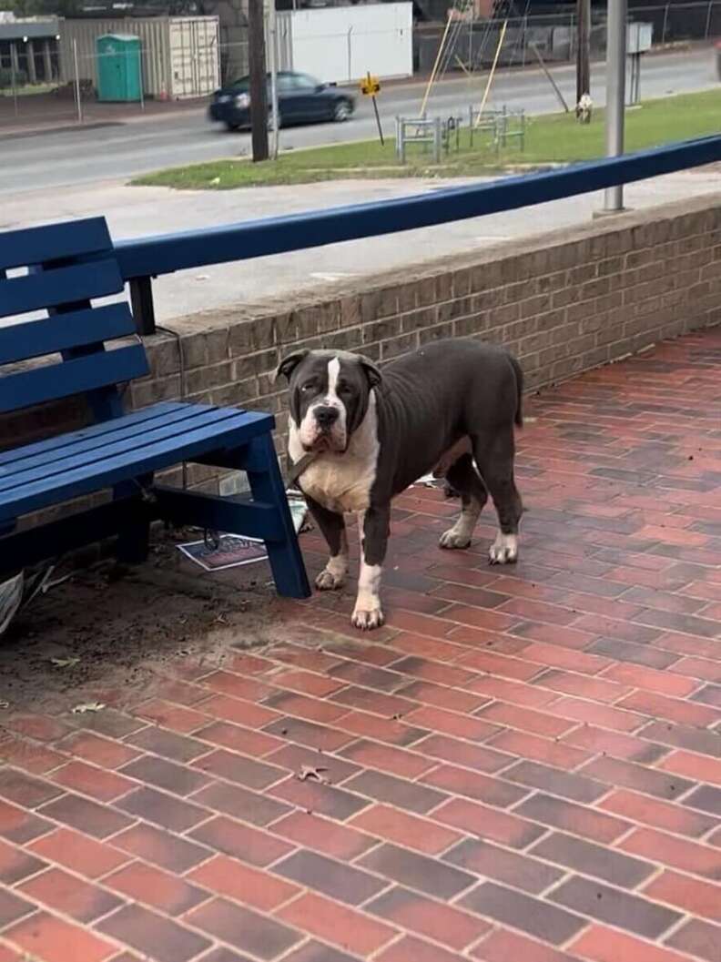 The dodo 2024 giant dog