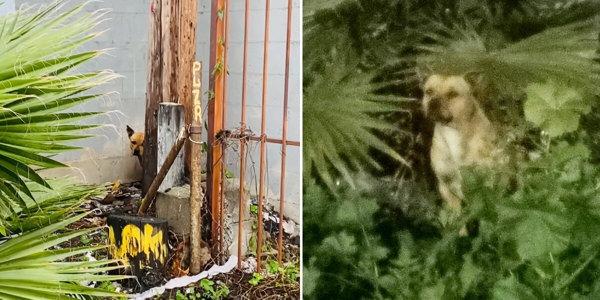 Abandoned Dog Refuses To Budge In Hopes Her Family Will Return For Her