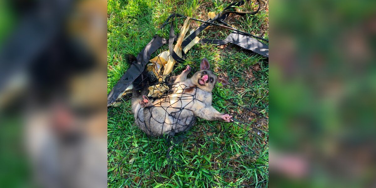 Desperate Animal Trapped In Soccer Net Locks Eyes With Unsuspecting Mom ...