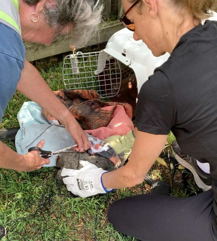 rescuers freeing possum