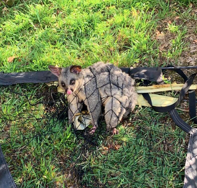 possum stuck in net 