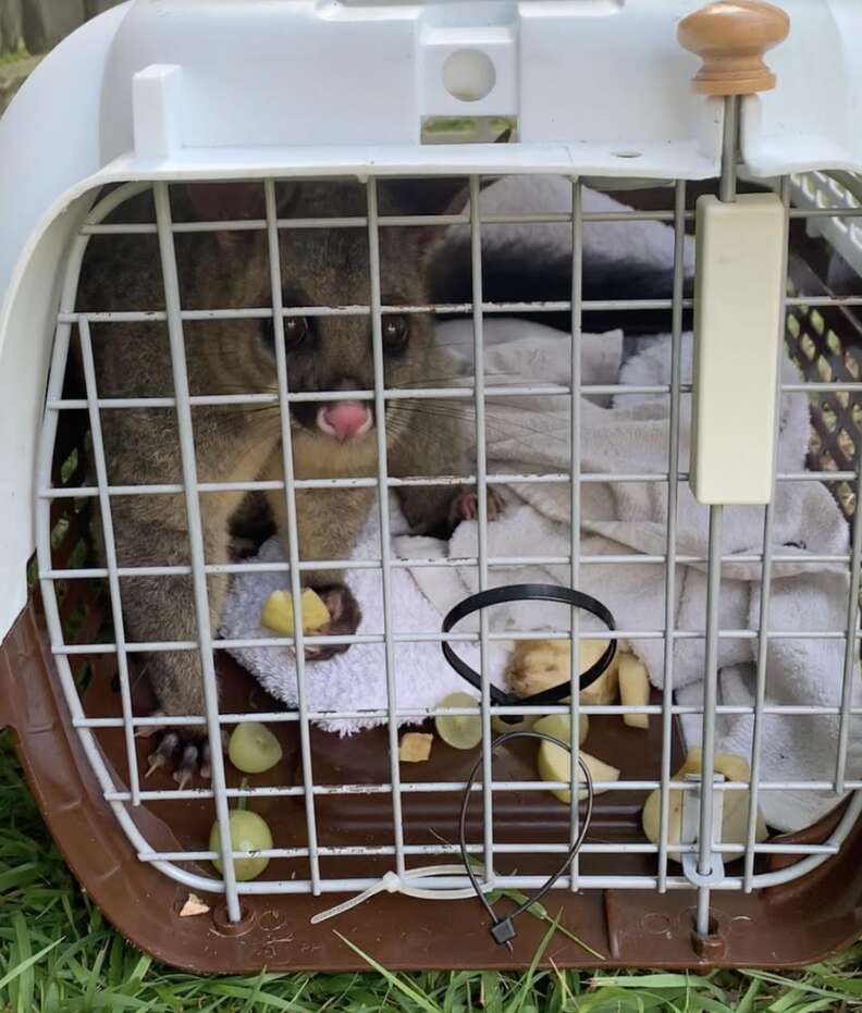 possum in carrier 