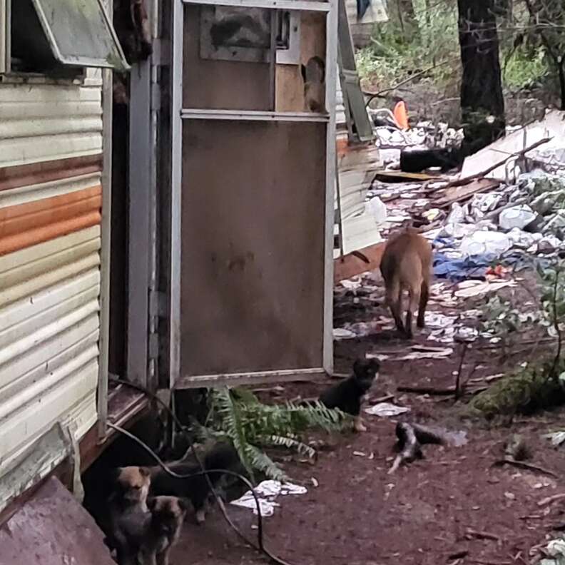 puppies hiding under trailer