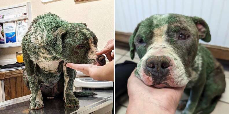 dog covered in green paint 