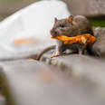 rat eating food on bench