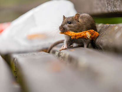 rat eating food on bench