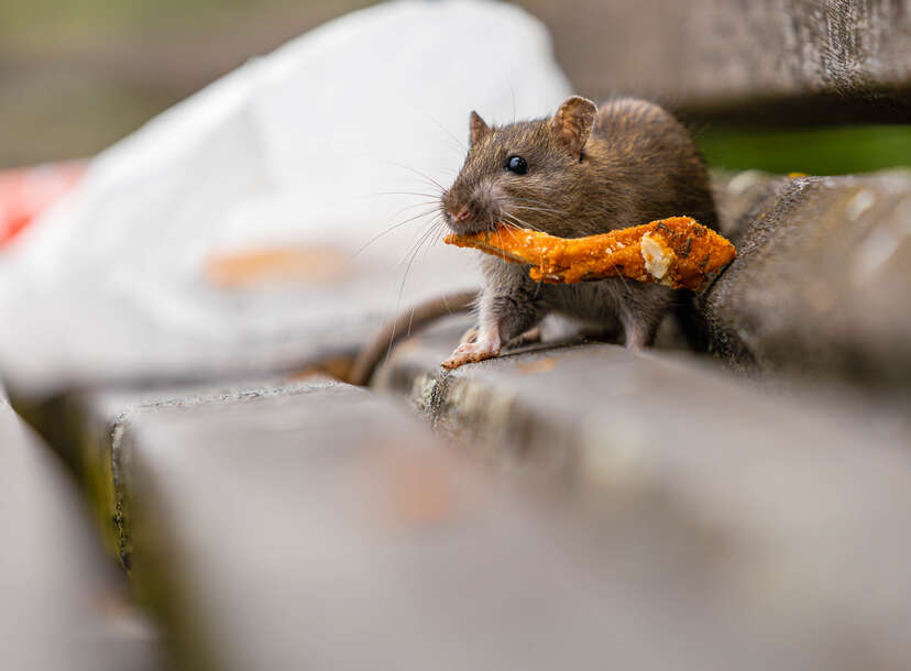 Rat eating food on a bench