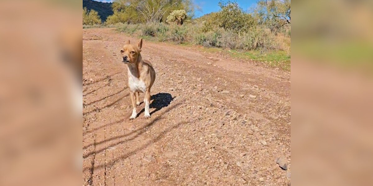 Sisters Driving Through Desert Spot A Lost Dog With Something Stuck To His Side