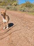 Sisters Driving Through Desert Spot A Lost Dog With Something Stuck To His Side