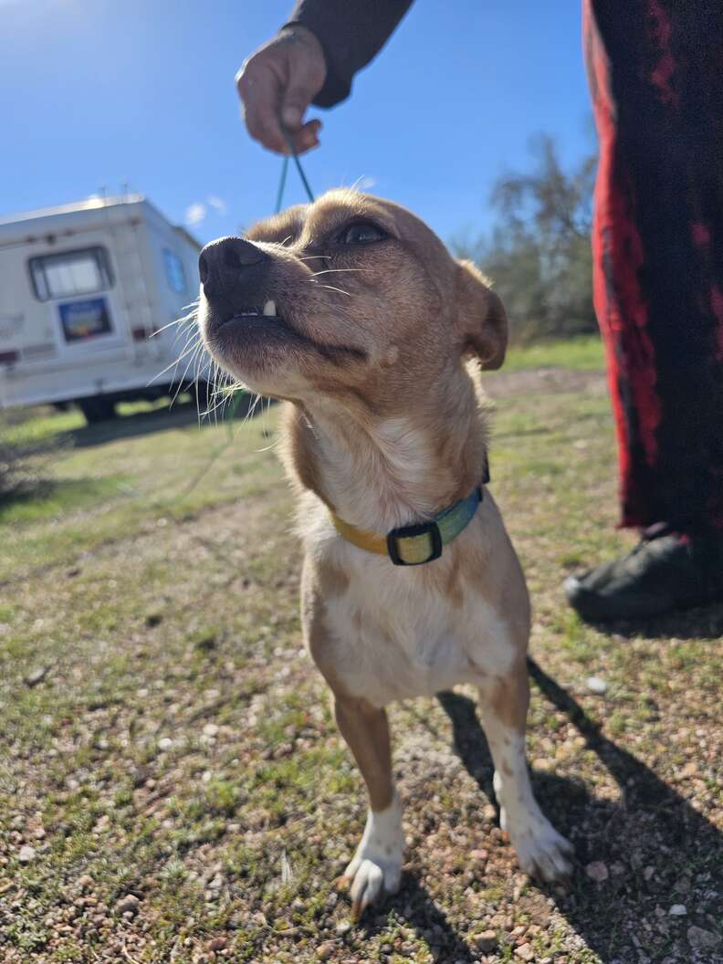 dog lost in desert