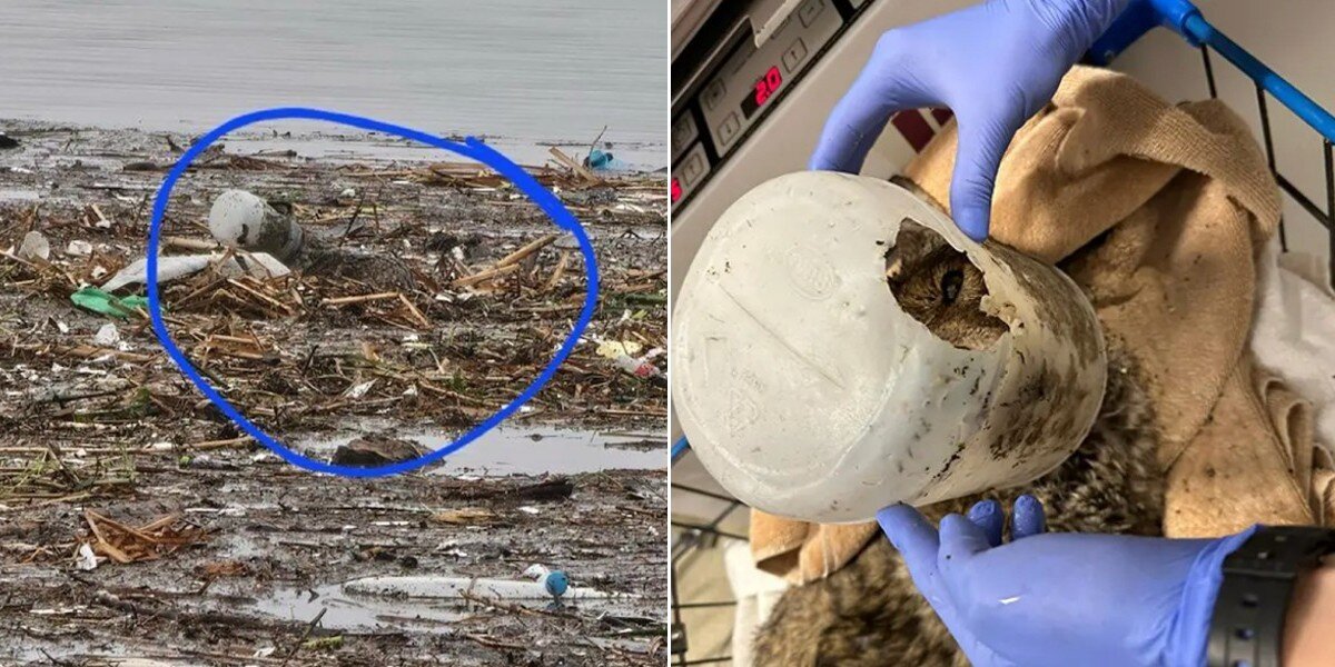 ‘Dog’ Rescued With Bucket On Head Turns Out Not To Be A Dog At All